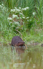 American beavers in pond with branches © Jen