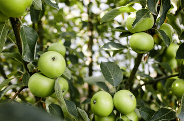 Ripe apples on a tree in a garden. Organic apples hanging from a tree branch in an apple orchard