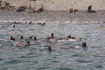 Views of wildlife in the Ballestas Islands, near Paracas Peru