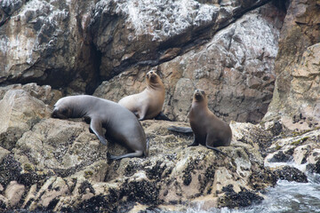 Naklejka premium Views of wildlife in the Ballestas Islands, near Paracas Peru