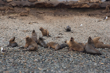 Views of wildlife in the Ballestas Islands, near Paracas Peru
