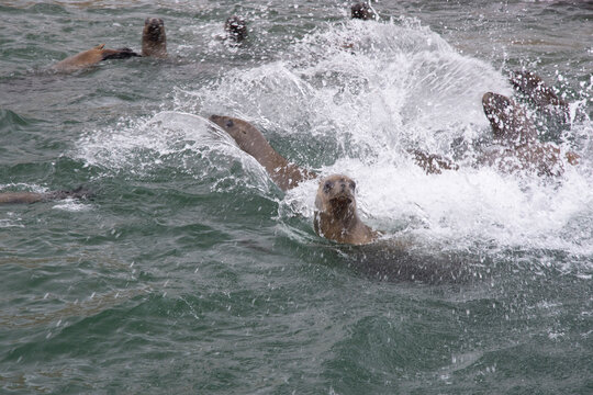Views of wildlife in the Ballestas Islands, near Paracas Peru