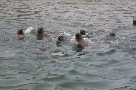 Views of wildlife in the Ballestas Islands, near Paracas Peru