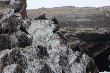 Views of wildlife in the Ballestas Islands, near Paracas Peru