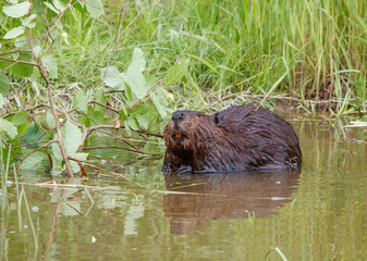 American beavers in pond with branches