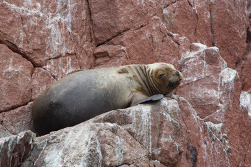 Obraz premium Views of wildlife in the Ballestas Islands, near Paracas Peru