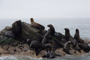 Views of wildlife in the Ballestas Islands, near Paracas Peru