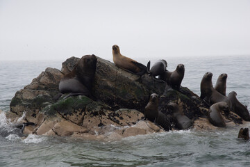 Fototapeta premium Views of wildlife in the Ballestas Islands, near Paracas Peru