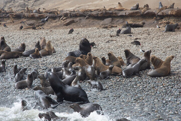 Views of wildlife in the Ballestas Islands, near Paracas Peru