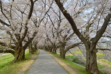 京都府八幡市背割堤の満開の桜並木04