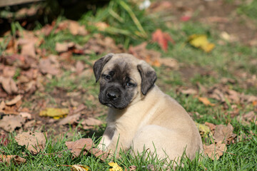 Cute puppy looking sad outside in the grass