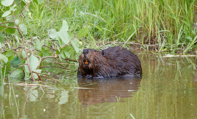 Fototapeta premium American beavers in pond with branches