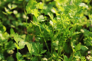 Green Coriander leaves in a farm.