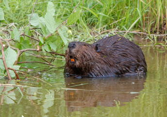 American beavers in pond with branches