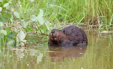 American beavers in pond with branches © Jen