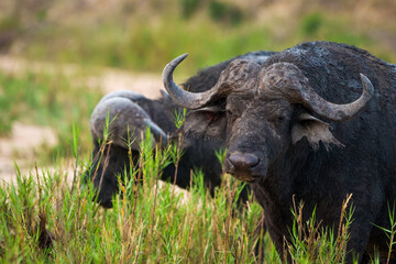 Naklejka premium Cape buffalo or African buffalo (Syncerus caffer caffer). Mpumalanga. South Africa.