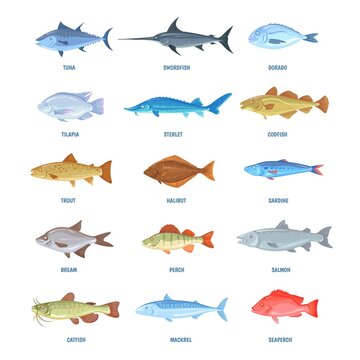 Saltwater and river fishes. Cartoon sea ocean fish, sardine mackerel anchovy tuna halibut tilapia herring salmon bream sprat, icons marine fishery, seafood info neat vector