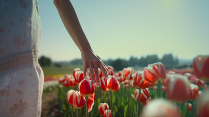 Closeup woman touching colorful tulips with fingers in beautiful flower garden.