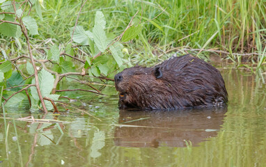 American beavers in pond with branches