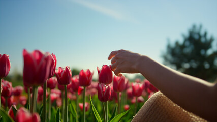 Spring season with spring flower field. Woman hand touching tulip in garden.