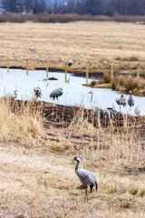 Fototapeta premium Resting cranes in the spring in a rural landscape