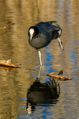 Coot on one leg in the water with reflections