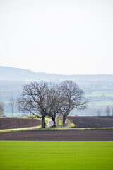 Obraz premium Spring green field with large trees at a road intersection in the country
