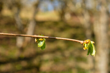 Branch with leaf buds in spring