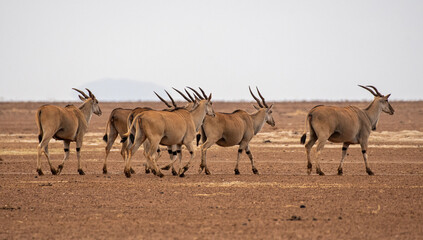 Elenherde auf trockenem Lake Amboseli