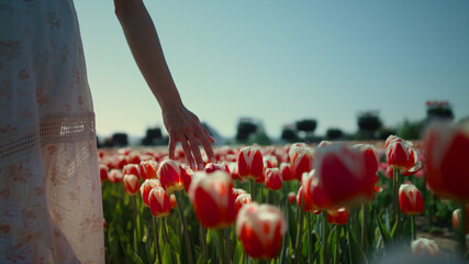 Unrecognizable woman hand touching red tulips. Woman walking through tulip field