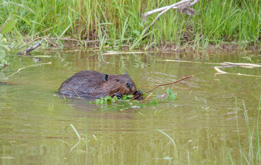 American beavers in pond with branches © Jen