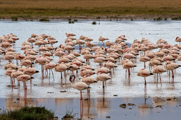 große Flamingo Gruppe im Amboseli N.P.