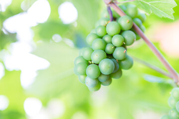 Young Pinot Noir grape growing in North of Thailand, wine grape, organic fruit farming, selective focus