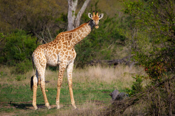 South African giraffe or Cape giraffe (Giraffa camelopardalis giraffa). Mpumalanga. South Africa.