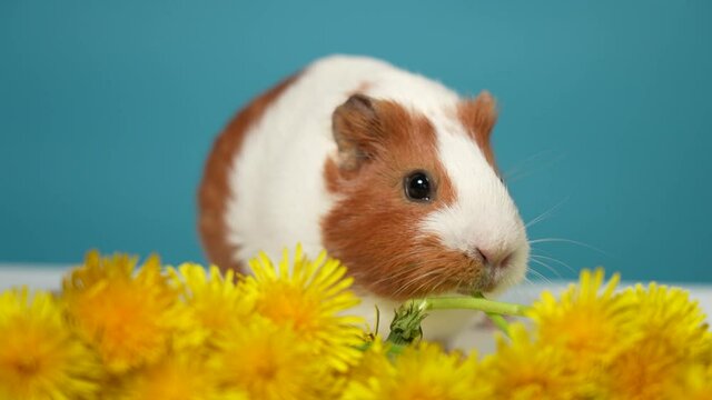 Close-up view 4k stock video portrait of cute domestic animal eating fresh spring green plants. White and brown young guinea pig eating yellow dandelion stems and flowers happily with great appetite