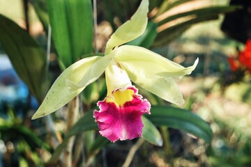 Beautiful of yellow orchid flowers and leaves