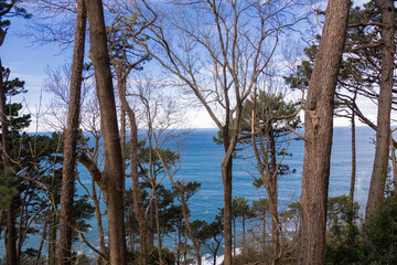 sea seen in trees on sunny day