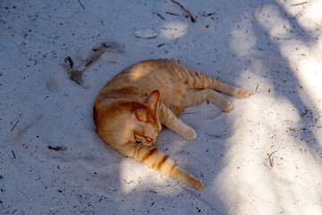 Koh Khai Nai, the cat island, in Phuket Province, Thailand