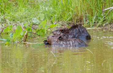 American beavers in pond with branches