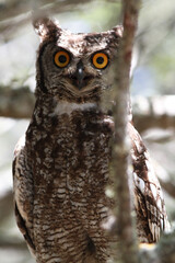 Spotted Eagle-Owl