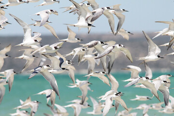 Flock of Arctic Terns in flight 
