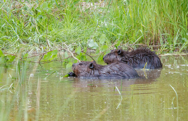 American beavers in pond with branches