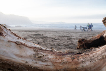 tree trunk on the beach with family out of focus in the background