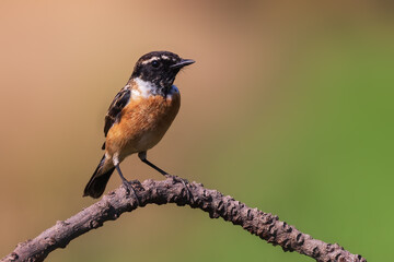 Eastern Stonechat (Saxicola stejnegeri) on tree branch