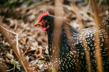 Domestic Dutch Chicken Barnevelder 