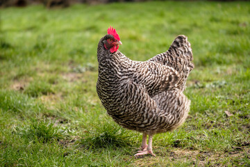 Domestic chicken North Holland blue outdoors