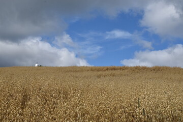 Fototapeta premium A field of oats under a cloudy sky, Sainte-Apolline, Québec, Canada
