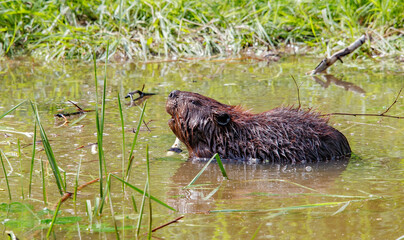 American beavers in pond with branches