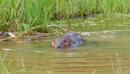 American beavers in pond with branches