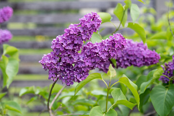 Purple lilac flowers branch on a green background, natural spring background, soft selective focus